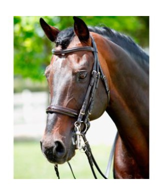 Tattini bridle for bit and snaffle