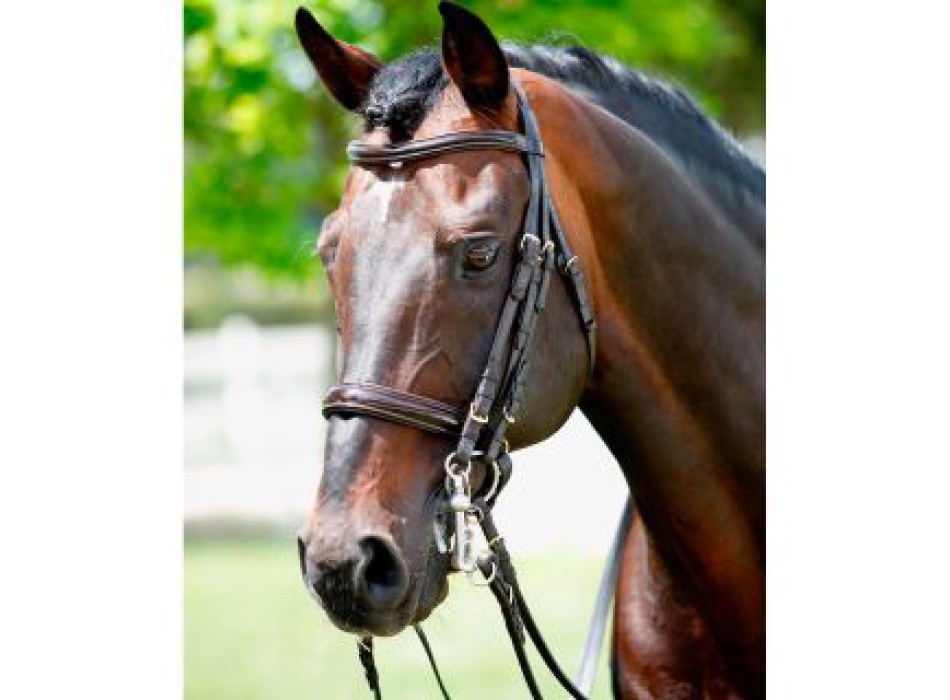 Tattini bridle for bit and snaffle