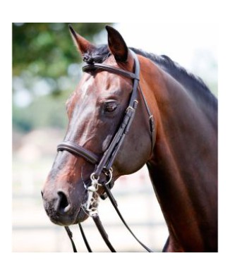 Tattini bridle for bit and snaffle