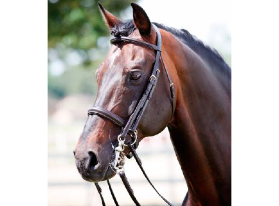 Tattini bridle for bit and snaffle