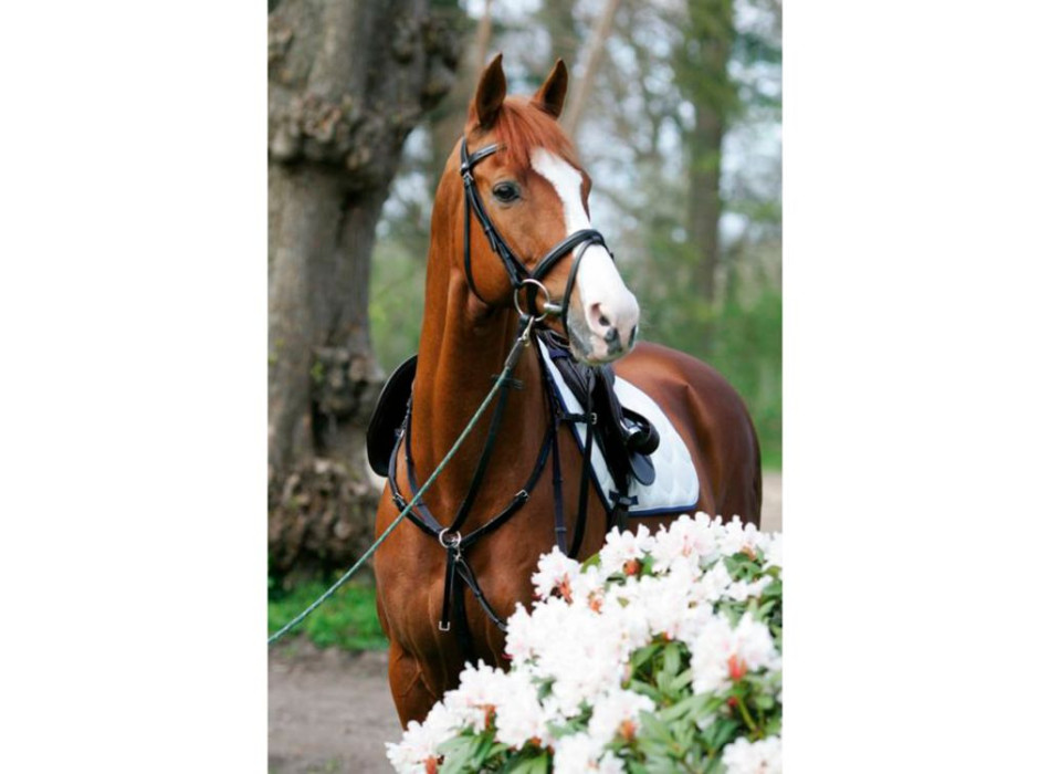 Chest strap with side attachments and fixed martingale