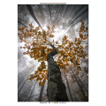 Quadro TREE G5328 PINTDECOR