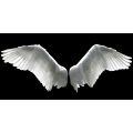 Framework ANGEL'S WINGS G2216 PINTDECOR