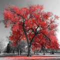 Quadro BIG RED TREE G4126 PINTDECOR