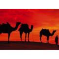 Framework CAMELS IN THE DESERT G2030 PINTDECOR