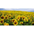 Quadro FIELD OF SUNFLOWERS G1122 PINTDECOR