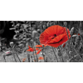 Framework FIELD OF POPPIES G2516 PINTDECOR