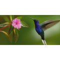 Picture COLIBRI G2074 PINTDECOR