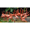 Framework FLAMINGOS G1538 PINTDECOR