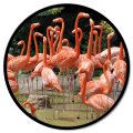 Framework FLAMINGO GT6542 PINTDECOR