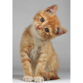 Framework RED-HAIRED KITTEN G2092 PINTDECOR