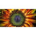 SUNFLOWER framework G1126 PINTDECOR