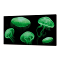 LUMINOUS painting MEDUSE FLUO GL3498 PINTDECOR