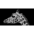 Framework MUZZLE OF GIRAFFE G2012 PINTDECOR