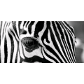 Framework ZEBRA EYE G5948 PINTDECOR