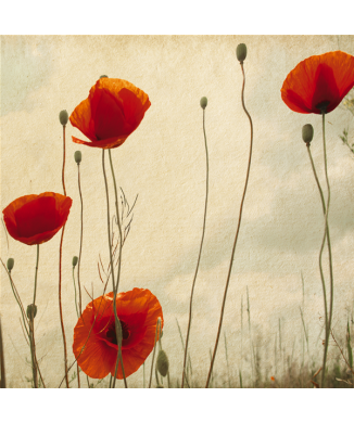 Framework POPPIES G1146 PINTDECOR