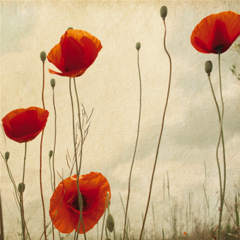 Framework POPPIES G1146 PINTDECOR