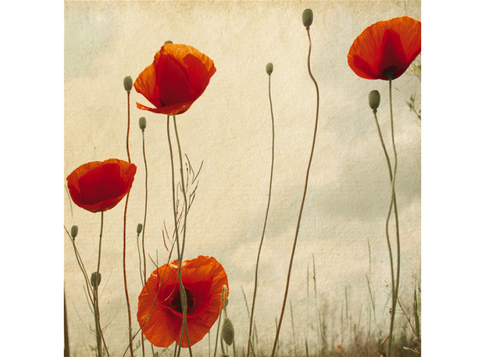 Framework POPPIES G1146 PINTDECOR