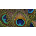 Framework PEACOCK FEATHERS G2078 PINTDECOR