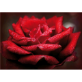 RED ROSE painting G5196 PINTDECOR