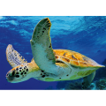 Quadro TURTLE G2050 PINTDECOR