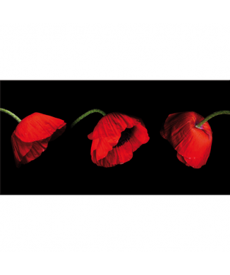 Picture THREE POPPIES G2508 PINTDECOR