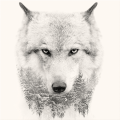 Framework WHITE WOLF G3322 PINTDECOR