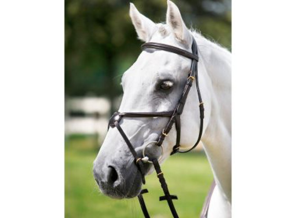 Tattini headboard with crossed noseband